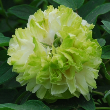 Piwonia drzewiasta (Paeonia suffruticosa) 